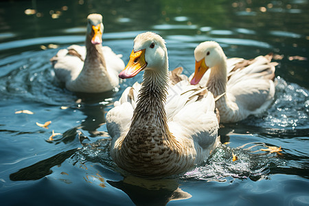 湖中游泳的鸭子图片