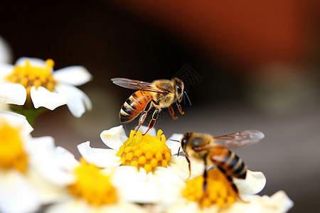 蜜蜂采蜜的春天景色图片