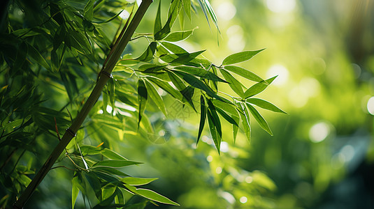 竹子矢量绿色的竹林背景