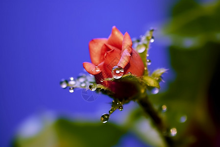 盛开的玫瑰花带着水滴的玫瑰花背景