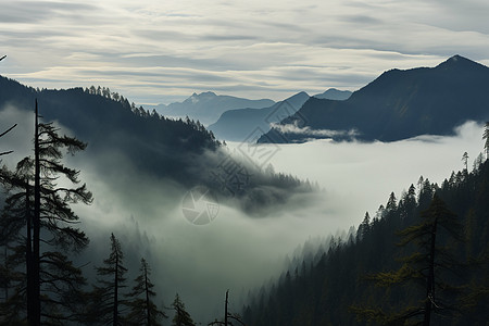 雾中山谷的美丽景观背景