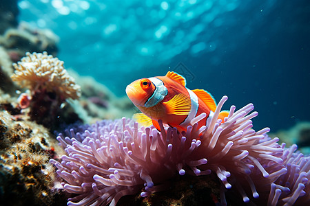 深海海参海洋中美丽的小丑鱼和海葵背景
