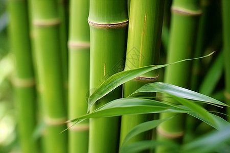 翠竹丛中的绿意盎然图片