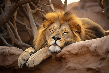 园中熟睡的狮子图片