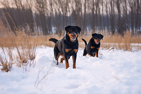 在雪地里狗两只狗在雪地里背景