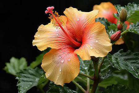 芙蓉花上的水滴高清图片