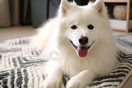 可爱呆萌的萨摩耶犬图片