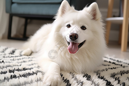 白色皮毛的萨摩耶犬图片