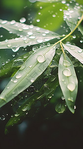 竹叶上的雨滴图片