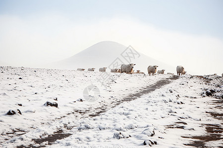 冰雪中的牧场风光图片