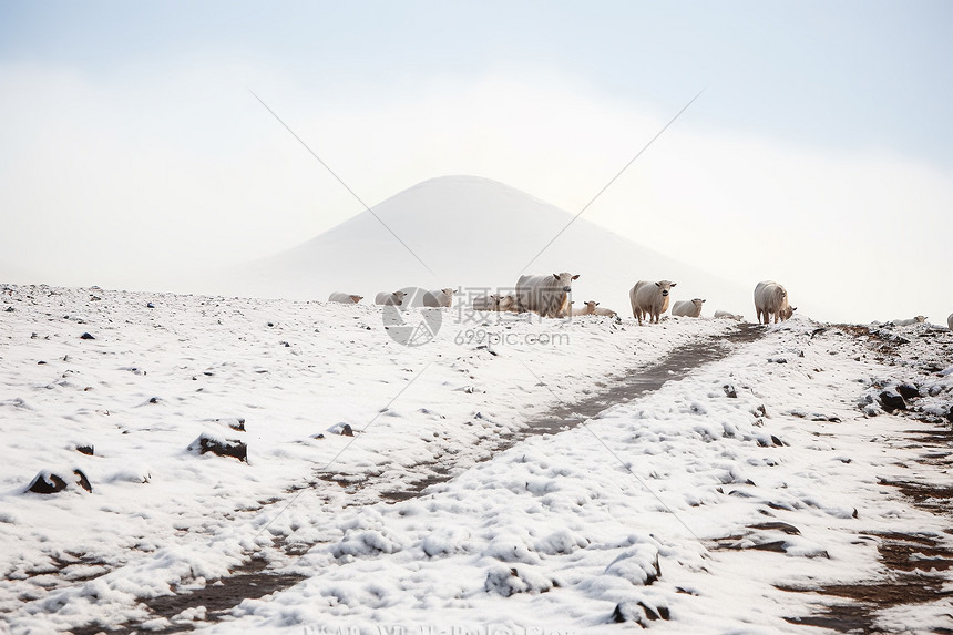 冰雪中的牧场风光图片