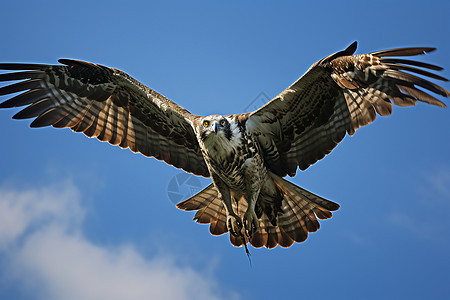 老鹰在天空翱翔图片