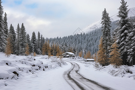 冬季的森林雪地图片