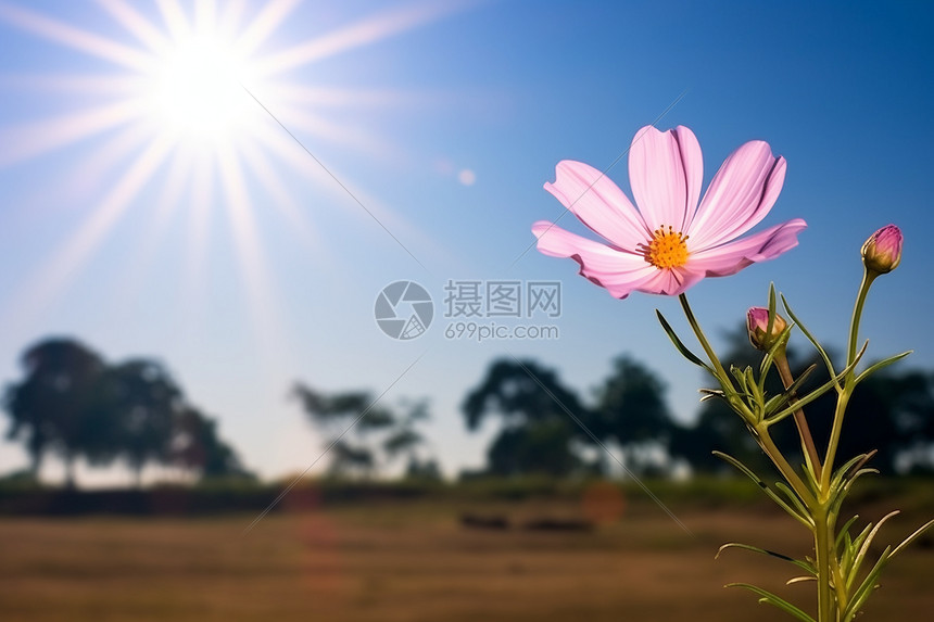 繁花绽放的自然风景图片