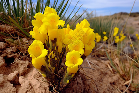 沙漠中的小黄花高清图片