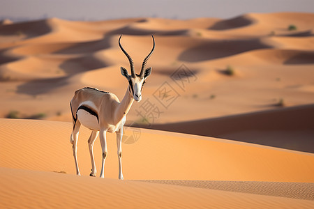沙丘上的白色羚羊图片