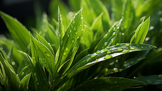 雨后荷花夏季生机勃勃的绿叶植物背景