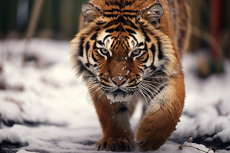 冬日草原上的老虎图片