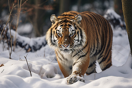 雪中徘徊的雄虎图片