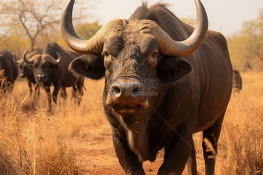 一群野牛在草原上觅食图片