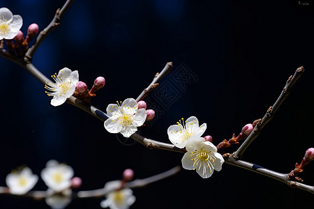 美丽的梅花章法图片