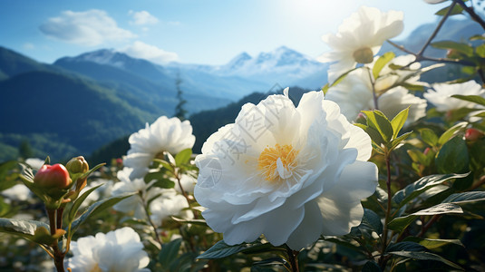 白色山茶花山间绽放的美丽山茶花背景