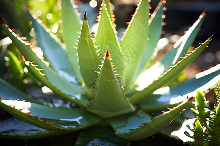 水滴里的植物图片