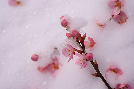 雪地上的美丽樱花图片