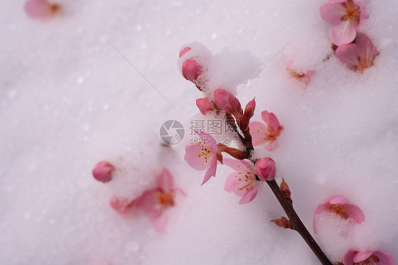 雪地上的美丽樱花图片