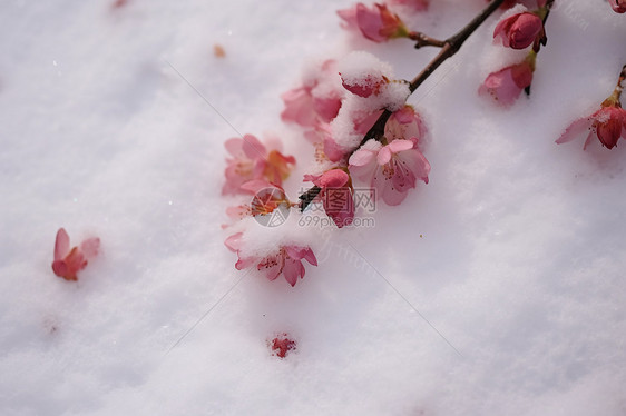 冬季雪地上的美丽樱花图片