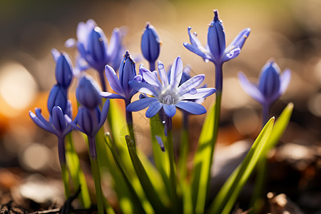 生长的蓝色花朵图片