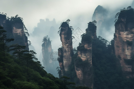 美丽的森林图片