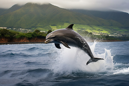 海面跃起的海豚图片