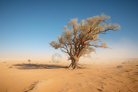 宁静沙漠中的树图片