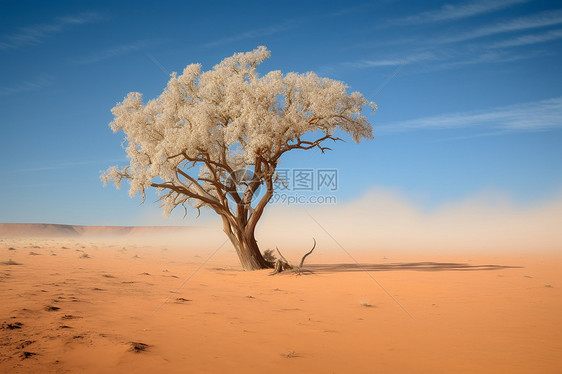 沙漠里孤独的树图片