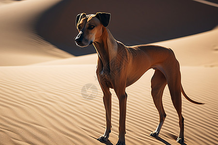 棕色格力犬自然风光沙漠高清图片