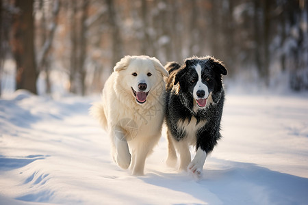 两只狗在雪地里奔跑图片