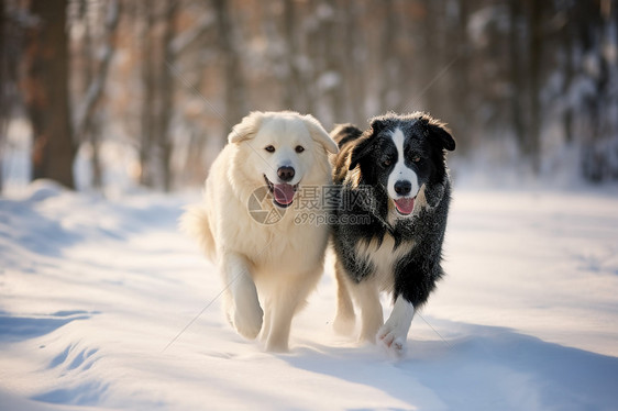 两只狗在雪地里奔跑图片