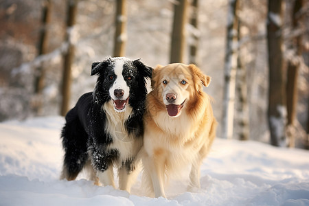 冬日雪地中的双狗奇观图片