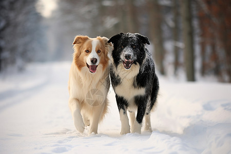 两只狗在雪地里快乐奔跑图片