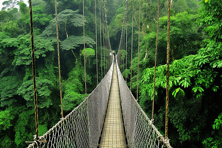丛林中的吊桥图片
