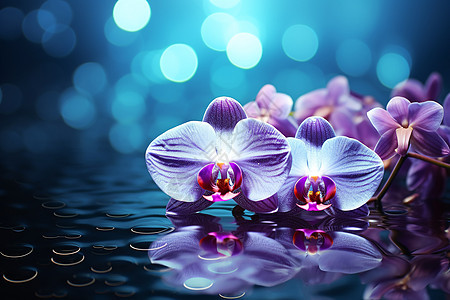 水面上的兰花背景图片