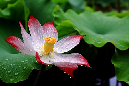 夏日花雨图片