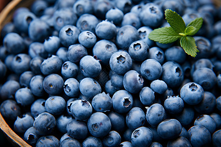 新鲜采摘的蓝莓图片