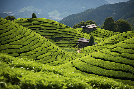 手工采茶中国农村的美丽风景背景