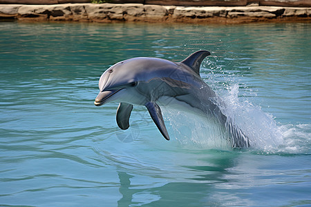 水面上可爱的海豚图片