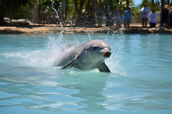 动物园中的养殖海豚图片