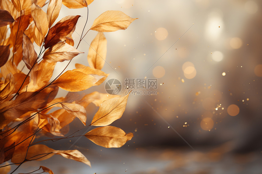 树叶构成柔和的背景图片