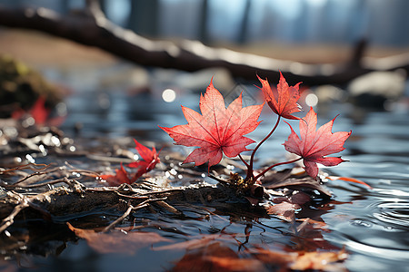 秋日红枫在水中翩翩起舞图片