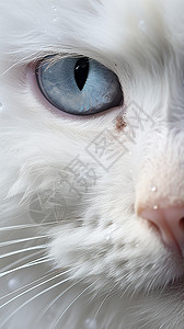 碧蓝的猫眼图片